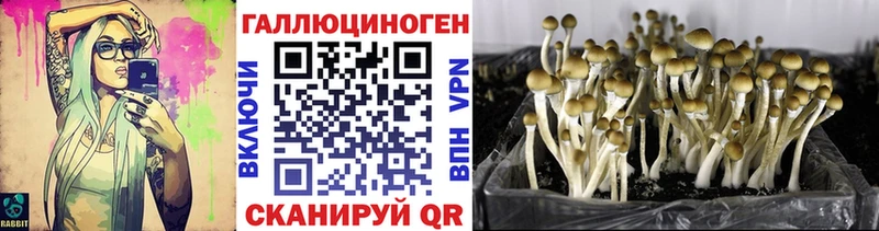 закладки  Звенигово  mega зеркало  Псилоцибиновые грибы Cubensis 